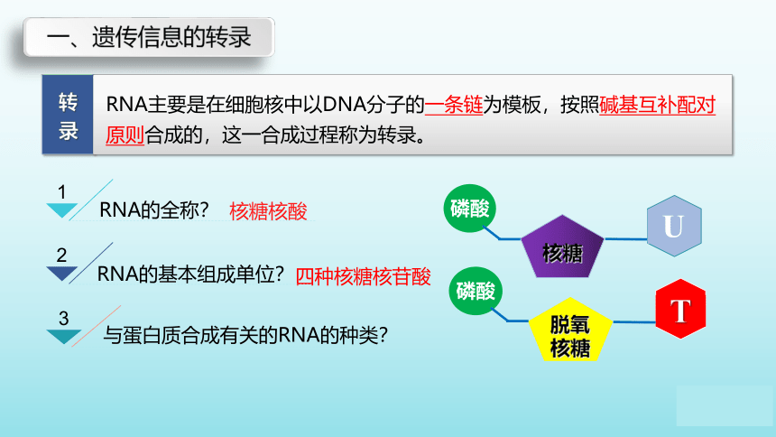 苏教版（2019）高中生物 必修二  2.3.1 DNA分子通过RNA指导蛋白质的合成 课件（共34张PPT）