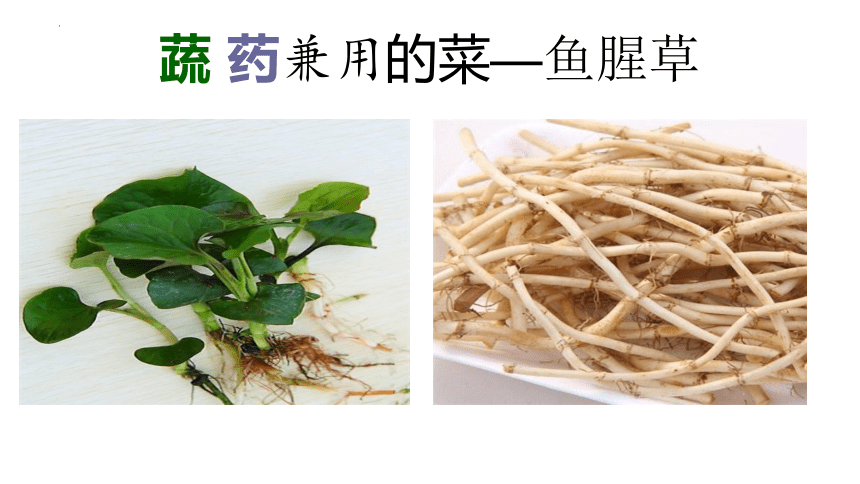 11《可口凉拌菜 凉拌鱼腥草》（课件）(共17张PPT)人教版劳动三年级上册