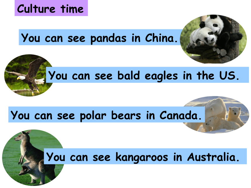 Unit 3 Our animal friends（Sound time Culture time-Cartoon time）课件（共36张PPT）