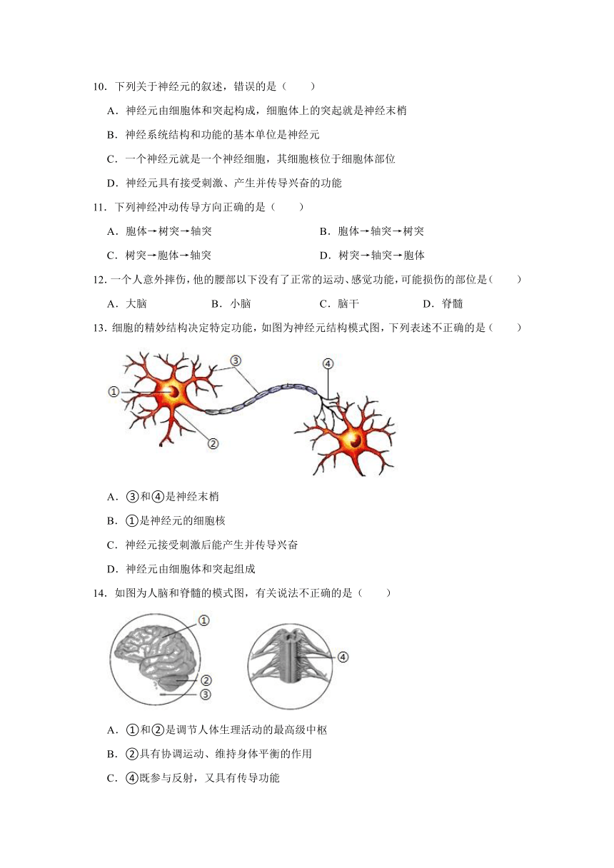 2020-2021学年人教版生物七年级下册 第四单元 第6章 人体生命活动的调节 复习题（word版含答案）