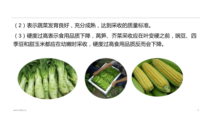2.4蔬菜采收与采后处理技术 课件(共14张PPT)-《蔬菜生产技术》同步教学（中国农业出版社）