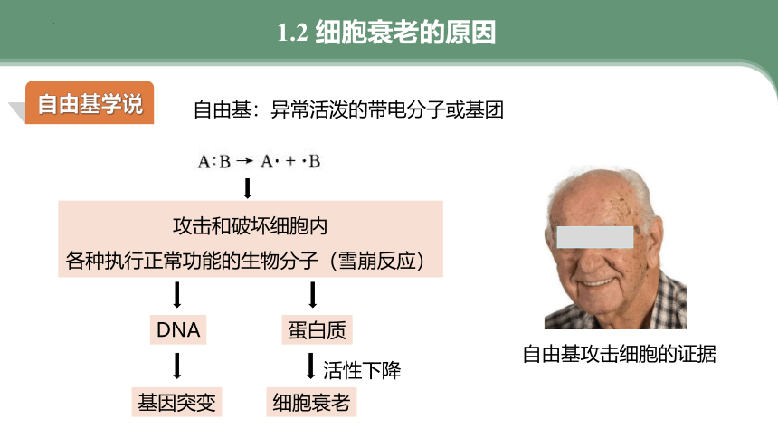 6.3细胞的衰老和死亡（共30张ppt）高中生物人教版（2019）必修1