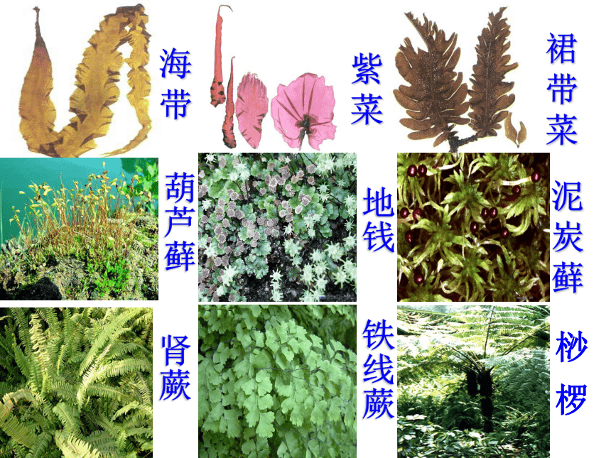 人教版生物七年级上3.1.1藻类、苔藓和蕨类植物 课件 （58张PPT）