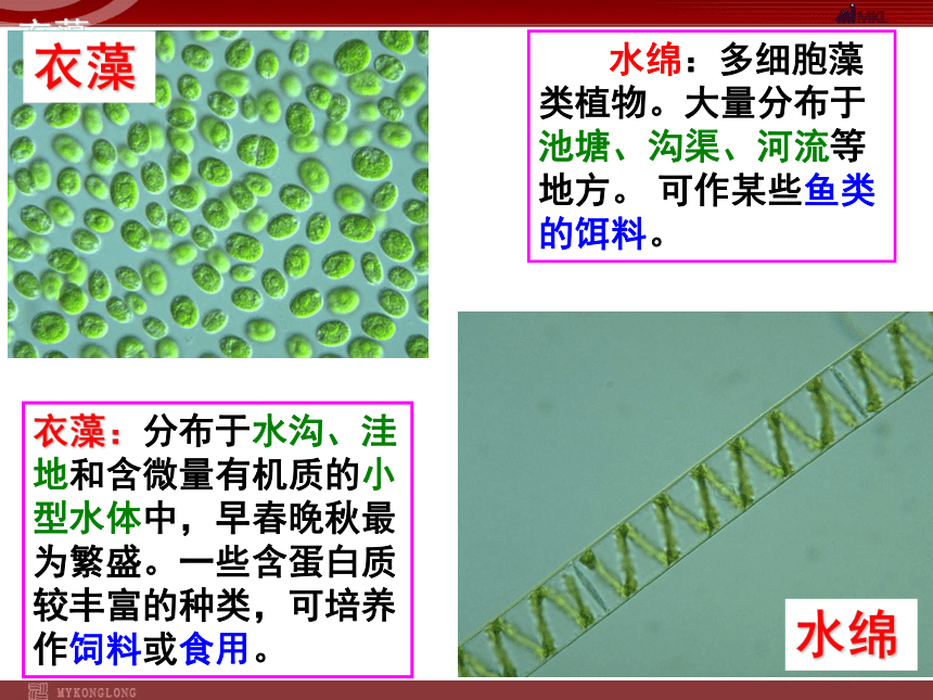 人教版生物七年级上3.1.1藻类、苔藓和蕨类植物 课件 （58张PPT）