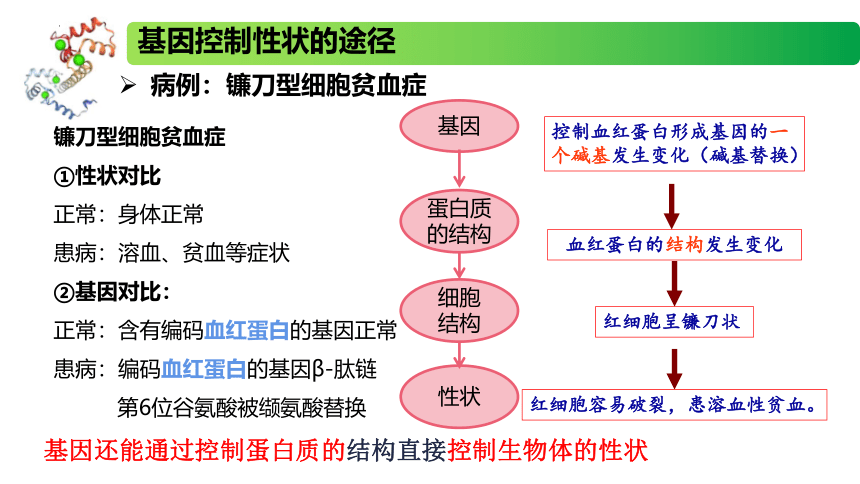 2.3.2 中心法则、细胞分化的本质、表观遗传课件(共22张PPT)高一生物（苏教版2019必修2）