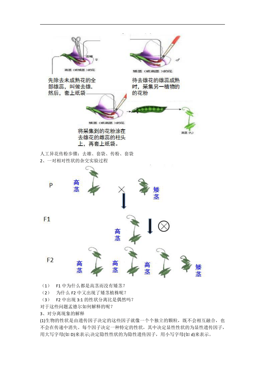 1.1 孟德尔豌豆杂交实验（一）教案