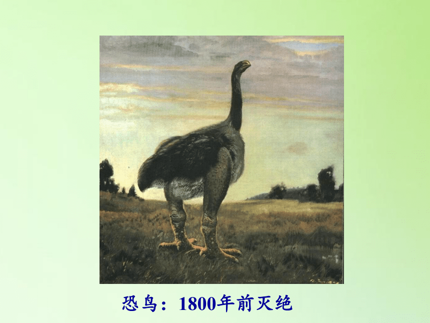 苏教版（2001）六年级科学下册  3.3 达尔文与他的“进化论” 课件（80ppt）