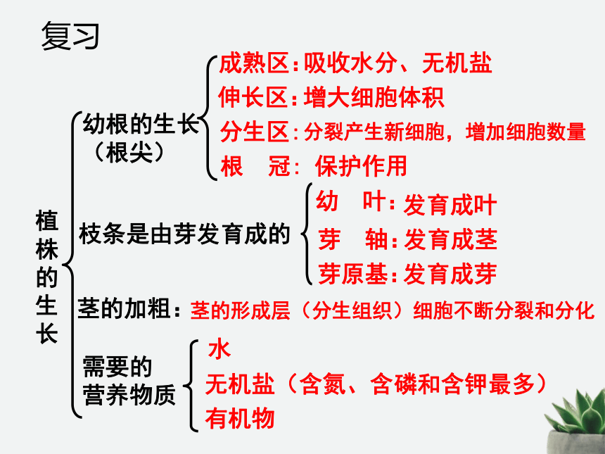 3.2.3开花和结果  课件(共27张PPT)2022-2023学年人教版七年级生物学上册