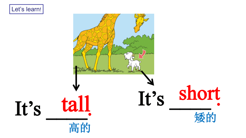 Module 6 They‘re little and cute课件(共24张PPT)