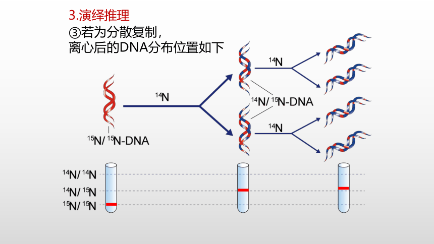 生物人教版（2019）必修2 3.3DNA的复制课件（共36张PPT）