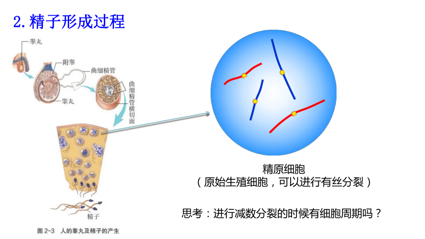 2020——2021学年高一生物下学期人教版 必修2- 2.1 减数分裂和受精作用  课件（58张ppt）