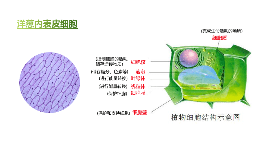 第二节 植物细胞 课件（22张PPT）