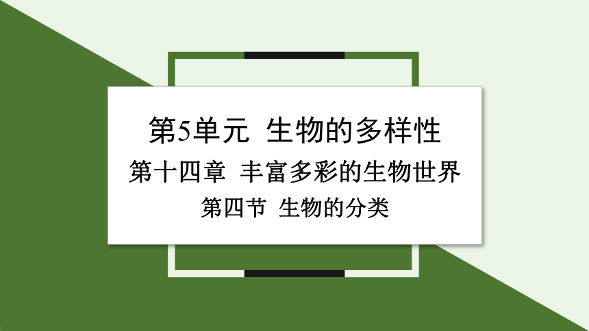 5.14.4 生物的分类课件(共19张PPT)2023-2024学年初中生物苏教版八年级上册