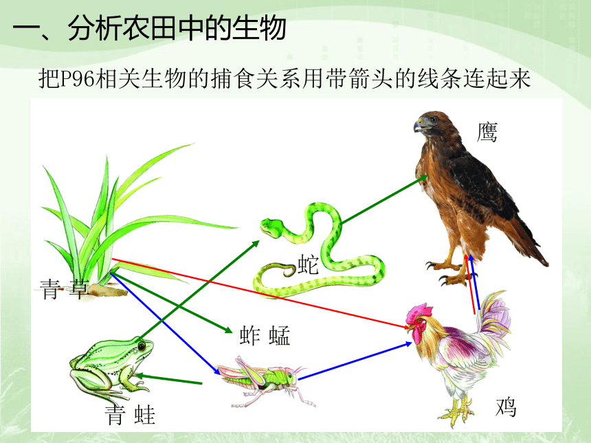 2021-2022学年苏科版生物七年级上册3.6.1食物链 课件(共15张PPT)