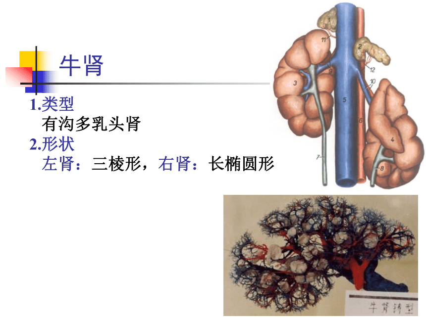 7.泌尿系统  课件(共55张PPT) - 《畜禽解剖生理学》同步教学（高教版）