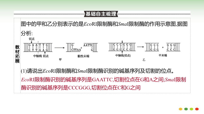 高三生物一轮复习：第36讲  基因工程（课件共160张PPT）