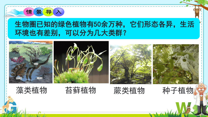 3.1.1藻类、苔藓和蕨类植物课件 (共14张PPT+内嵌视频1个)人教版生物七年级上册