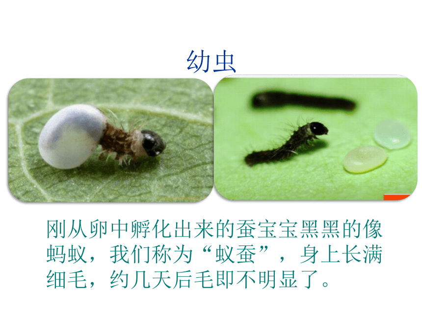 21.3 昆虫的生殖与发育（课件）八年级下册生物（苏教版）(共30张PPT)