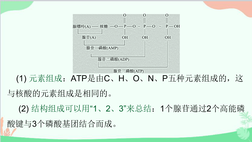 高中生物人教版(2019)必修1 5.2 细胞的能量“货币”ATP 课件（66张ppt）