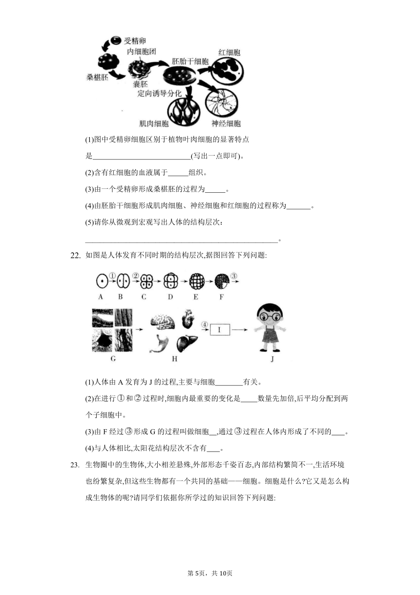 2022-2023学年人教版生物七年级上册同步作业 2.2细胞怎样构成生物体(word版含答案）