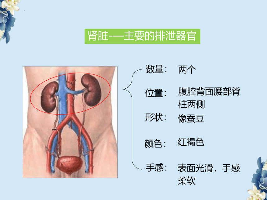 3.4.1尿的形成和排出课件(共26张PPT) 济南版生物七年级下册