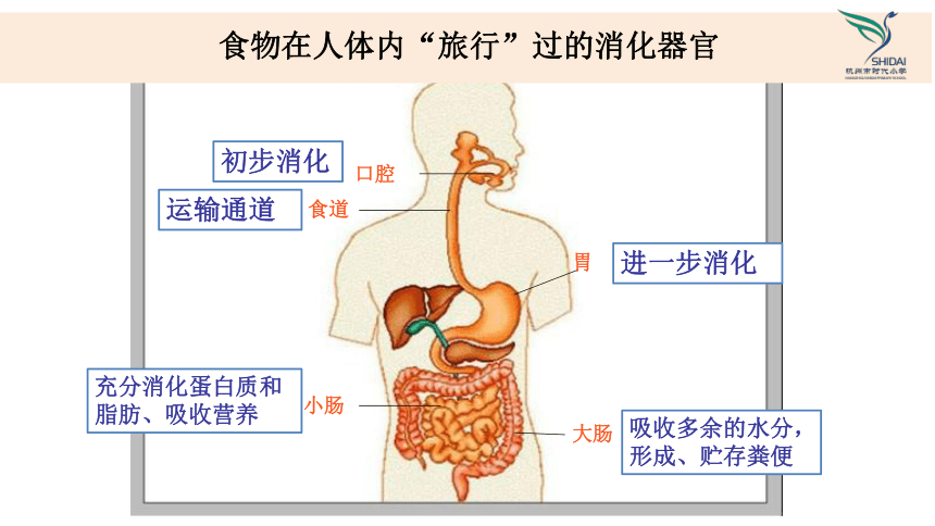 教科版（2017秋）科学四年级上册2.8 食物在身体里的旅行 课件（9张ppt)