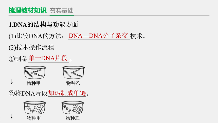 第6章 第一节 生物进化的证据 课件（共55张PPT）