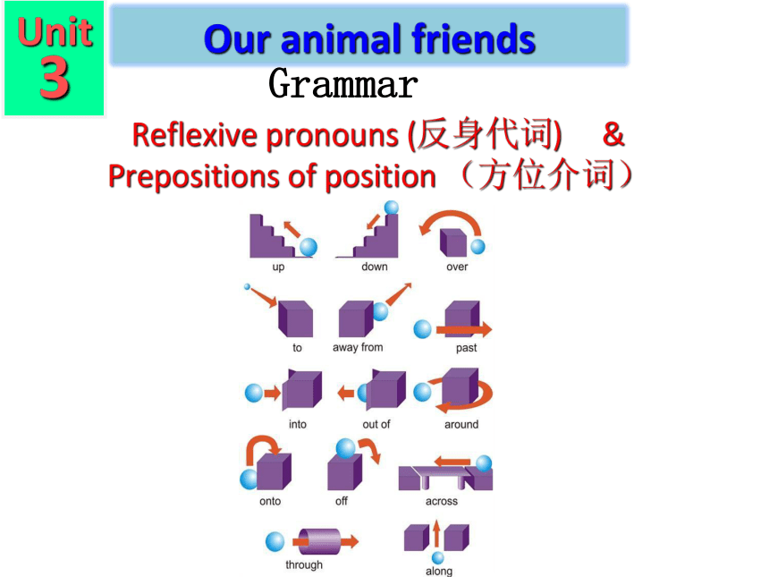Unit 3 Our animal friends Grammar 课件(共23张PPT)