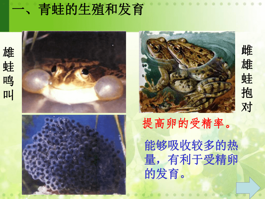 第二节 两栖动物的生殖和发育 课件（28张PPT）