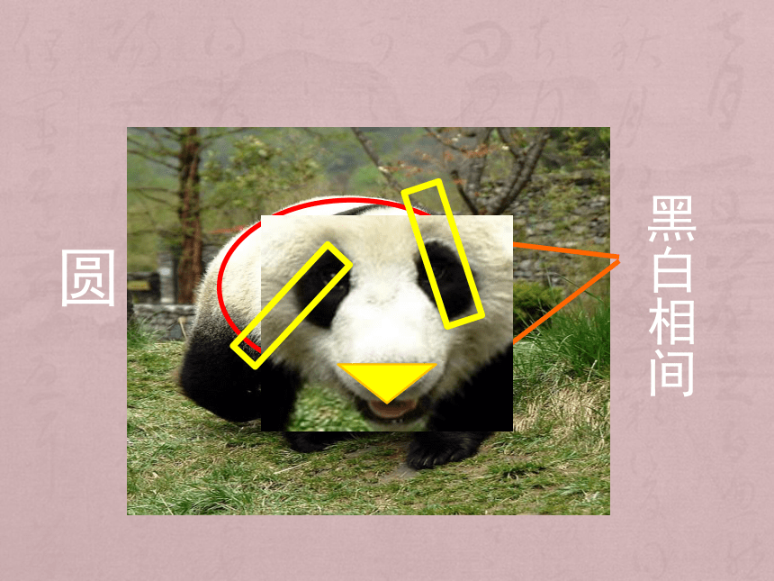 人美版（北京）  四年级下册美术课件 第6课  中国画-学画大熊猫 （11张PPT）