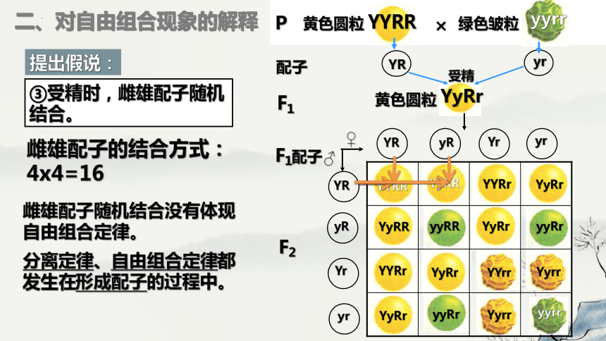 1.2孟德尔的豌豆杂交实验（二）课件-(共43张PPT)人教版必修2