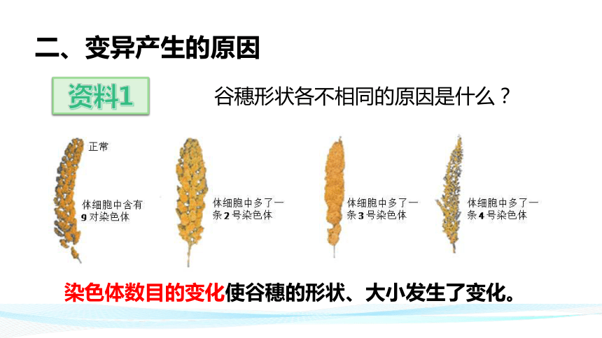 6.2.2 变异-【精准备课】2021-2022学年八年级生物下册同步教学优质课件（冀少版）(共33张PPT)