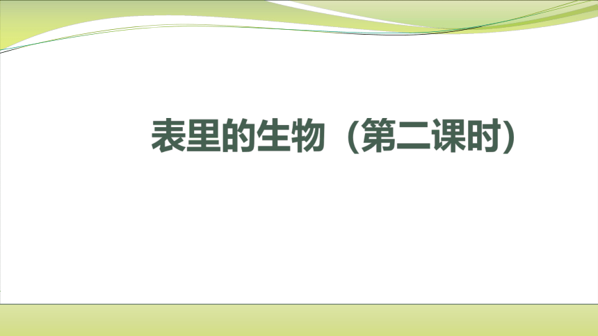 课文16 表里的生物（第二课时）课件(共31张PPT)