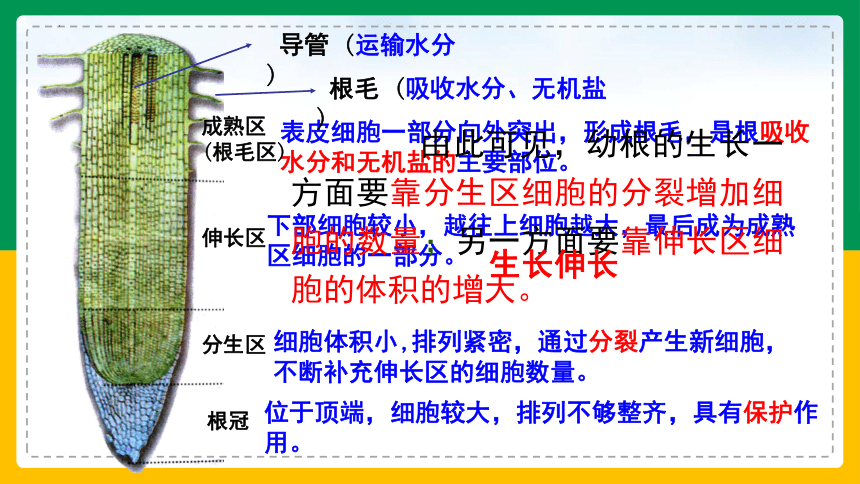 3.2.2 植株的生长-2022-2023学年上学期七年级生物名师精讲课件（人教版七上）(共35张PPT)