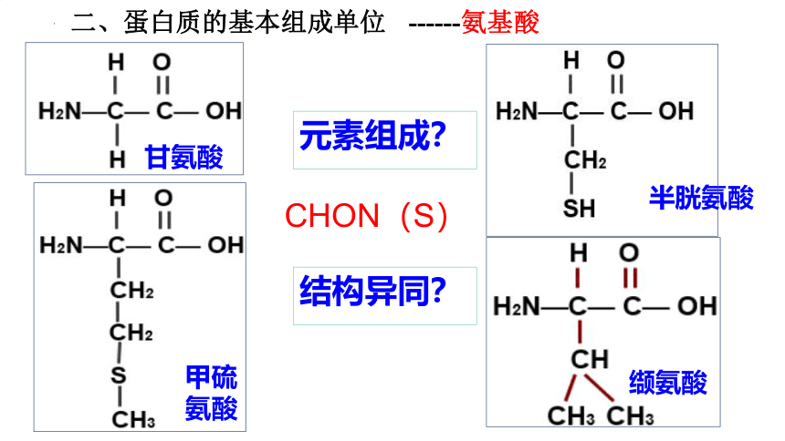 2.4 蛋白质是生命活动的主要承担者课件(共19张PPT)-人教版必修1