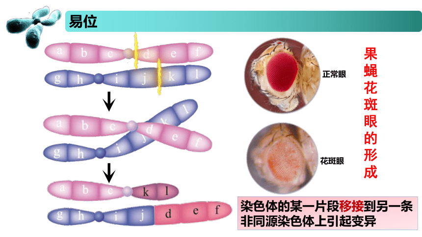 3.1 染色体变异及其应用  课件(共50张PPT) 2022-2023学年高一生物 苏教版2019必修2