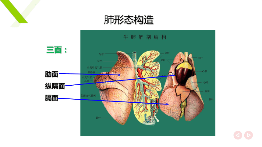 4.1.5肺 课件(共18张PPT)《畜禽解剖生理（第四版）》同步教学(高教版)