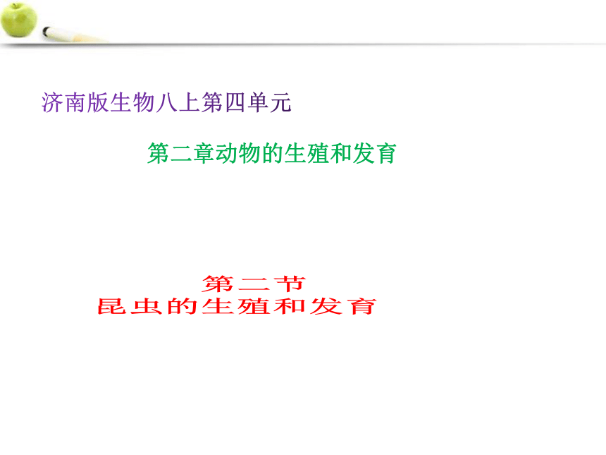 2021-2022学年济南版生物八年级上册第四单元第二章第一节昆虫的生殖和发育  课件(共23张PPT)