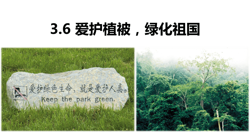 3.6 爱护植被，绿化祖国课件(共21张PPT)2022-2023学年人教版七年级生物学上册