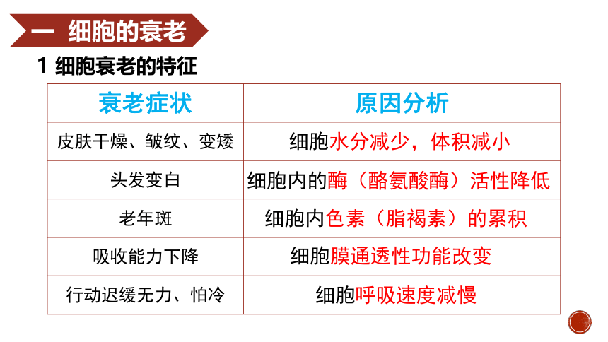 6.3细胞的衰老和死亡 课件(共20张PPT) 2022-2023学年高一上学期生物人教版必修1