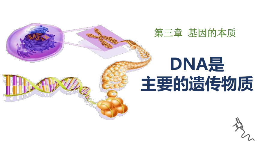 高中生物人教版（2019）必修2-3.1 DNA是主要的遗传物质课件(共30张PPT)