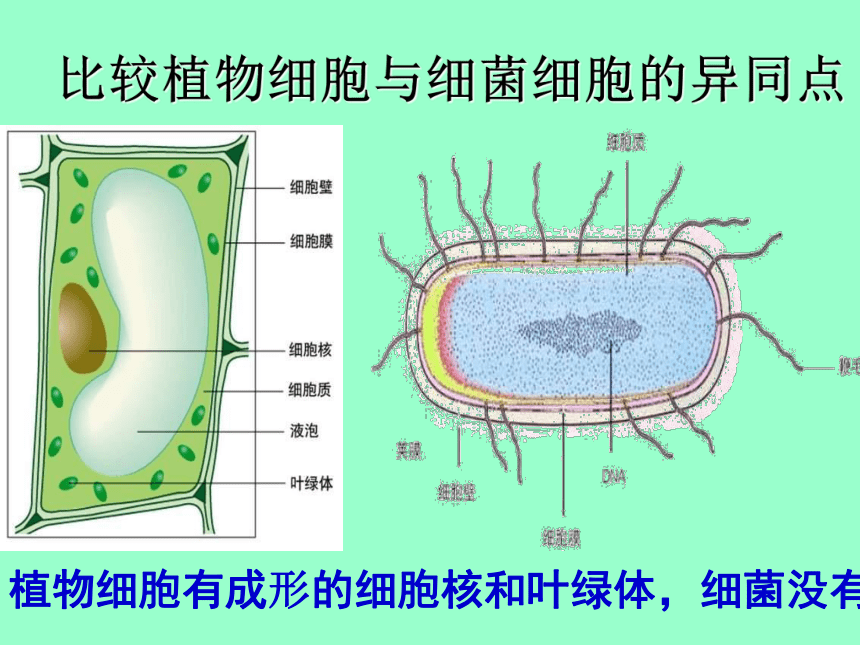 14.3神奇的微生物课件(共37张PPT)