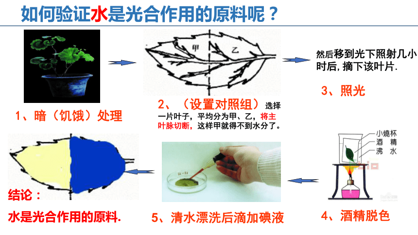 2022-2023学年人教版七年级生物上册 3.5.1光合作用吸收二氧化碳释放氧气 课件   (共20张PPT)