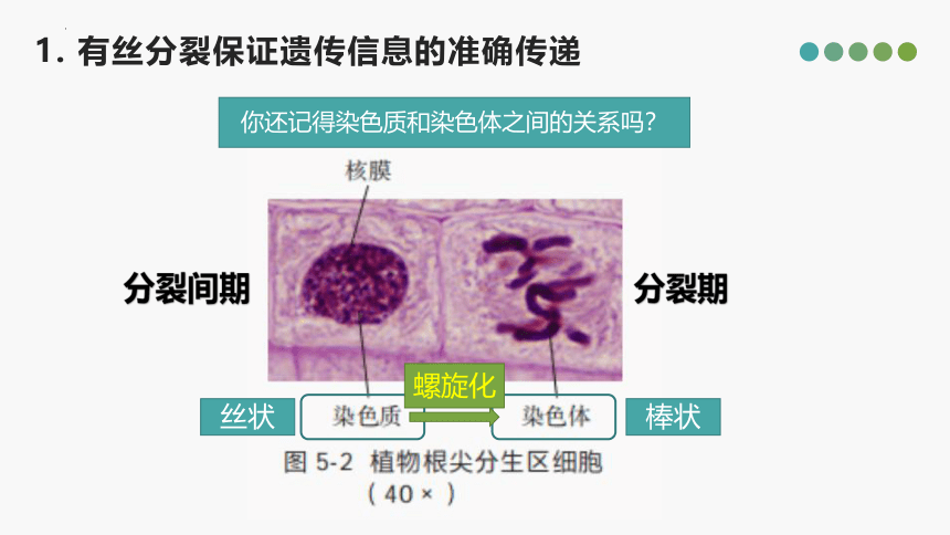 5.1 细胞通过分裂实现增殖（第1课时）高一生物课件（沪科2019必修1）课件 (共25张PPT)