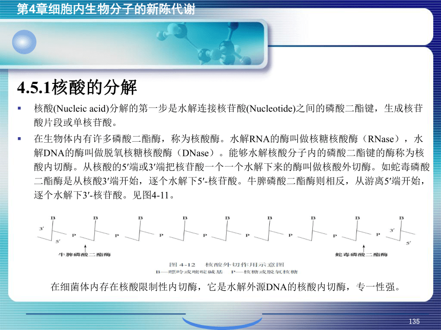 4.细胞内生物分子的新陈代谢_5 课件(共62张PPT）- 《环境生物化学》同步教学（机工版·2020）