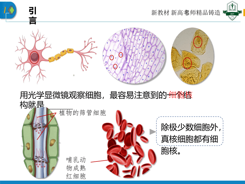 生物人教版（2019）必修1 3.3 细胞核的结构和功能（共31张ppt）