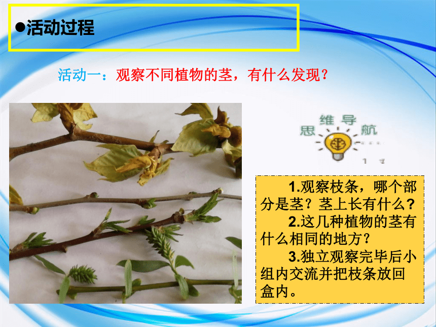 青岛版（六三制2017秋）三年级科学上册2.7.植物的茎（课件17张ppt）