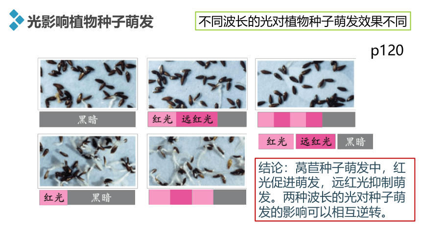 第五章第三节　植物对多种环境信号做出反应课件 浙科版（2019）高中生物选择性必修1（共23张PPT）