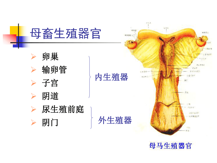 8 生殖系统-1  课件(共63张PPT) 《畜禽解剖生理学》同步教学（高教版）