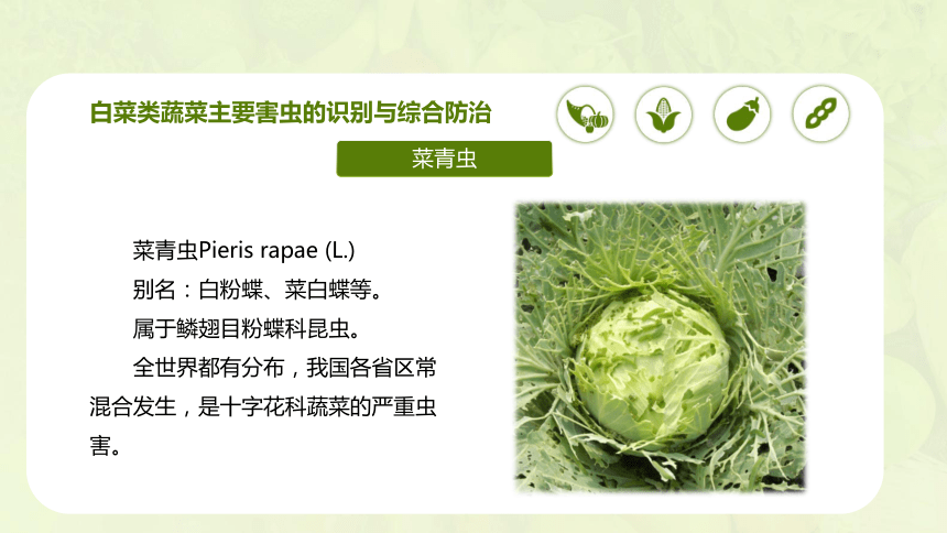 4.4.2 白菜类蔬菜病虫害及防治（下）课件(共29张PPT)-《蔬菜生产技术》同步教学（中国农业出版社）